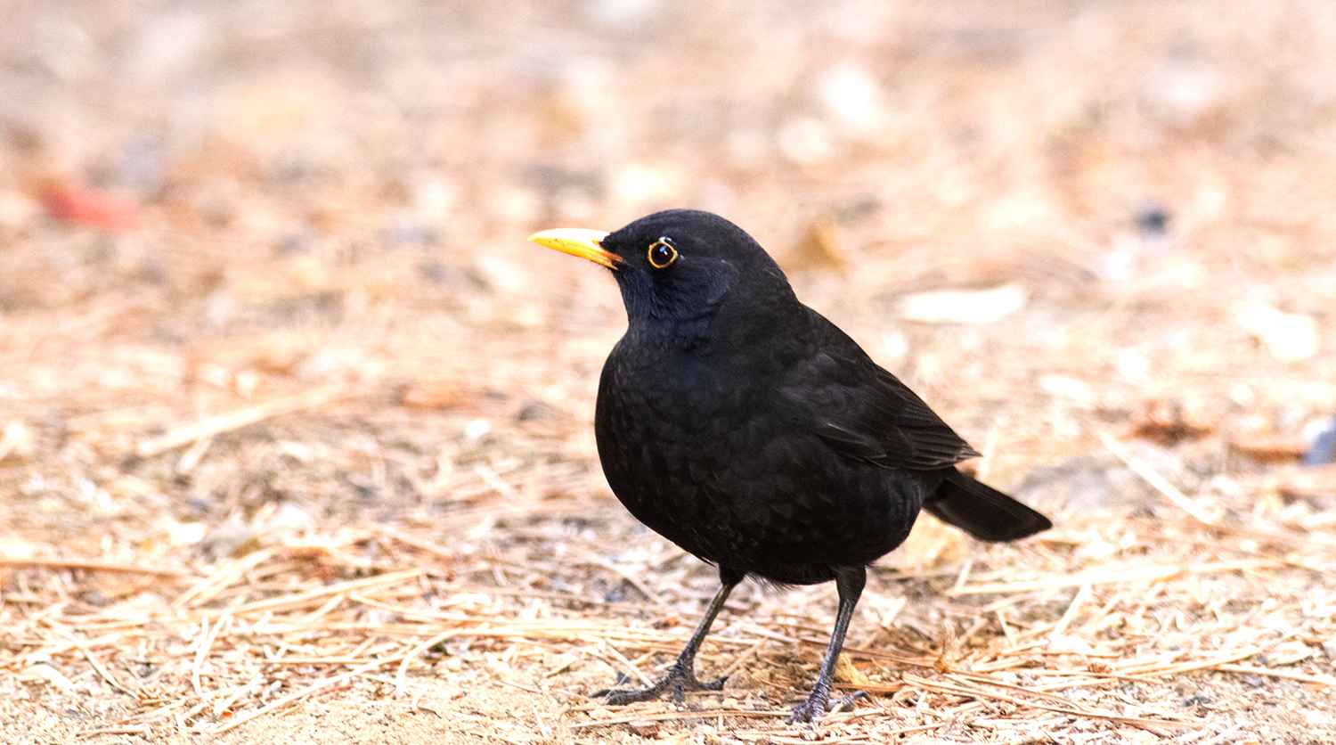 Eurasian Blackbird